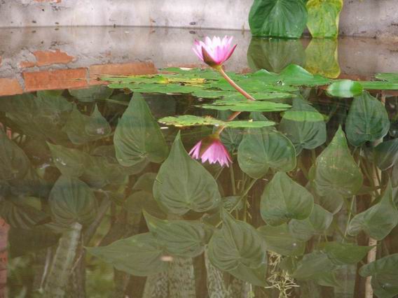  , ͡ , lotus